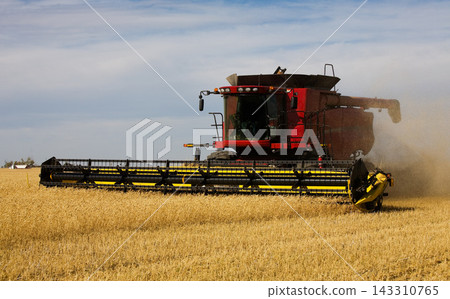 Combine Harvester Harvesting Wheat in Golden Farm Field Combine Harvester Harvesting Wheat in Golden Farm Field 143310765