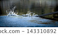 Rowing Oar Splashing Water in Dynamic Outdoor Sports Scene 143310892