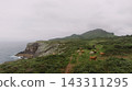 Cows grazing on coastal green cliffside 143311295