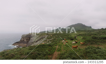 Cows grazing on coastal green cliffside Cows grazing on coastal green cliffside 143311295