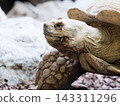 Tortoise head close up with textured shell 143311296