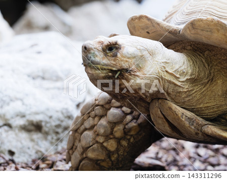 Tortoise head close up with textured shell Tortoise head close up with textured shell 143311296