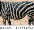 Zebra pattern body stripes texture 143311298