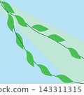 Branches with spring young leaves in the sunlight. 143311315