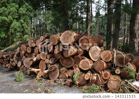 Logs of cut cedar Shonai, Yamagata Prefecture 143311535