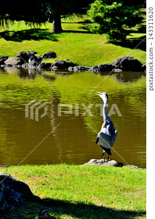 Great Blue Heron at the Tidal Pond in Hamarikyu Gardens Great Blue Heron at the Tidal Pond in Hamarikyu Gardens 143311620