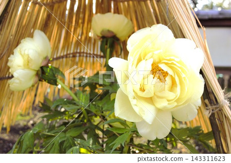 稻草圍欄內的黃色牡丹花 稻草圍欄內的黃色牡丹花 143311623