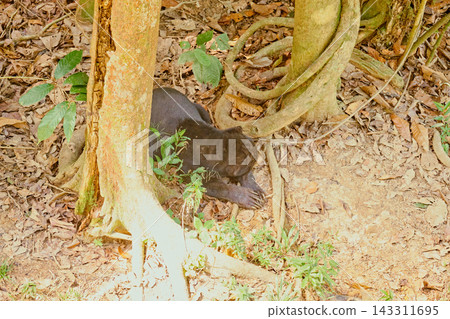 Sun Bear at Bornean Sun Bear Conservation Centre in Sandakan Borneo Sun Bear at Bornean Sun Bear Conservation Centre in Sandakan Borneo 143311695