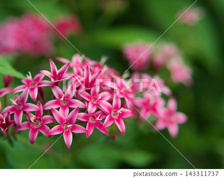 十月份，花壇裡盛開著美麗的粉紅色五星花。 143311737