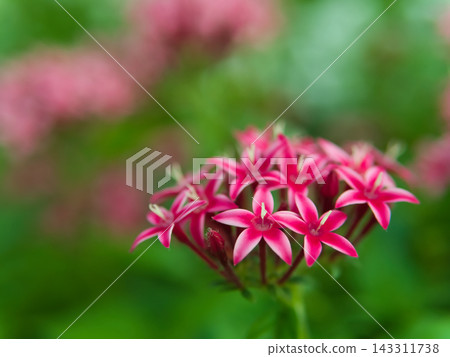 十月份,花壇裡盛開著美麗的粉紅色五星花。 十月份,花壇裡盛開著美麗的粉紅色五星花。 143311738