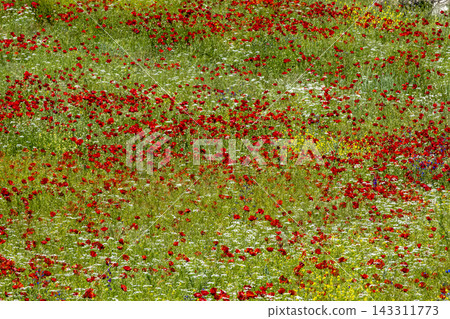 Red Poppies Blooming in a Green Meadow. Red Poppies Blooming in a Green Meadow. 143311773