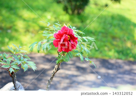 絢麗的牡丹花，希恩基托 143312052