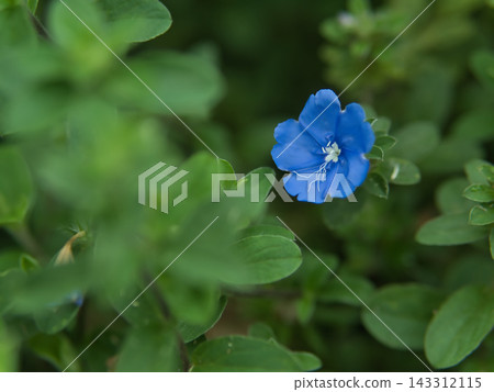 十月份,花圃裡盛開著美麗的美國藍花。 十月份,花圃裡盛開著美麗的美國藍花。 143312115