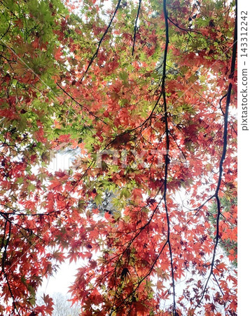 照片:秋葉由綠色轉紅的景色。 照片:秋葉由綠色轉紅的景色。 143312242