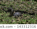 Ezo squirrels as autumn approaches 143312316