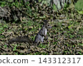 Ezo squirrels as autumn approaches 143312317