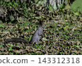 Ezo squirrels as autumn approaches 143312318