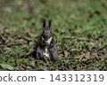 Ezo squirrels as autumn approaches 143312319
