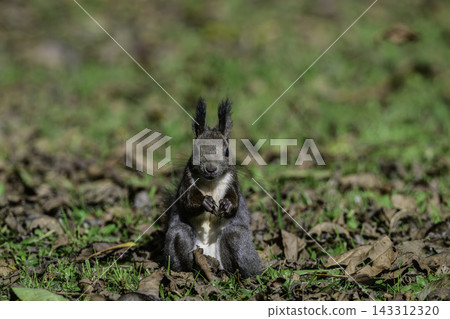 Ezo squirrels as autumn approaches Ezo squirrels as autumn approaches 143312320