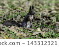 Ezo squirrels as autumn approaches 143312321