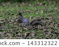 Ezo squirrels as autumn approaches 143312322