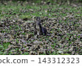 Ezo squirrels as autumn approaches 143312323