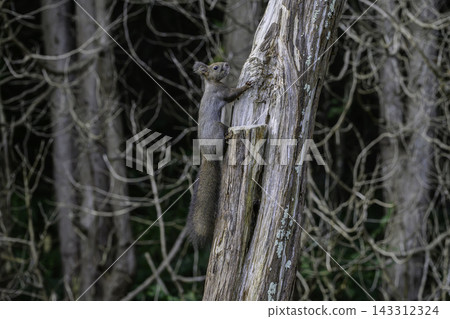 Ezo squirrels as autumn approaches Ezo squirrels as autumn approaches 143312324