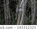 Ezo squirrels as autumn approaches 143312325