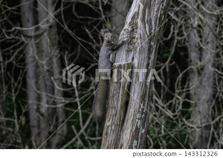 Ezo squirrels as autumn approaches Ezo squirrels as autumn approaches 143312326