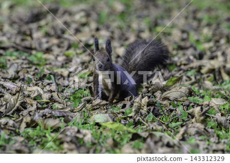 Ezo squirrels as autumn approaches Ezo squirrels as autumn approaches 143312329