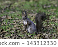 Ezo squirrels as autumn approaches 143312330