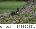 Ezo squirrels as autumn approaches 143312331