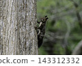 Ezo squirrels as autumn approaches 143312332