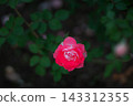 玫瑰 143312355