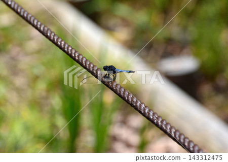 A large blue dragonfly perched on a rope in the pond at Shiramizu Amida-do Temple. A tourist background image that evokes the summer countryside and abundant nature. 143312475