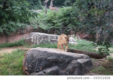 獅子、野生動物園、野生動物園、動物園、天王寺動物園、禦堂筋線、堺筋線、夜間野生動物園 獅子、野生動物園、野生動物園、動物園、天王寺動物園、禦堂筋線、堺筋線、夜間野生動物園 143312826