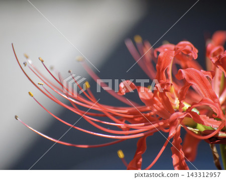 紅蜘蛛百合的特寫，留白處 143312957