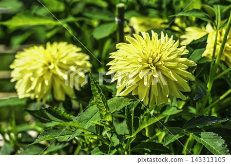 Autumn park: Dahlias in vibrant bloom at Kawanishi Dahlia Garden, Kawanishi Town, Yamagata Prefecture Autumn park: Dahlias in vibrant bloom at Kawanishi Dahlia Garden, Kawanishi Town, Yamagata Prefecture 143313105