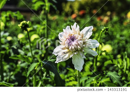 Autumn park: Dahlias in vibrant bloom at Kawanishi Dahlia Garden, Kawanishi Town, Yamagata Prefecture Autumn park: Dahlias in vibrant bloom at Kawanishi Dahlia Garden, Kawanishi Town, Yamagata Prefecture 143313191