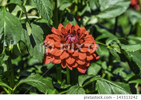 Autumn park: Dahlias in vibrant bloom at Kawanishi Dahlia Garden, Kawanishi Town, Yamagata Prefecture Autumn park: Dahlias in vibrant bloom at Kawanishi Dahlia Garden, Kawanishi Town, Yamagata Prefecture 143313242