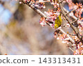 Cold cherry blossoms and whitetail 143313431