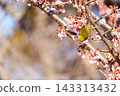 Cold cherry blossoms and whitetail 143313432