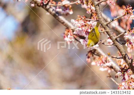 Cold cherry blossoms and whitetail Cold cherry blossoms and whitetail 143313432
