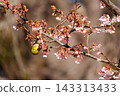 Cold cherry blossoms and whitetail 143313433