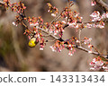 Cold cherry blossoms and whitetail 143313434