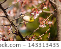 Cold cherry blossoms and whitetail 143313435