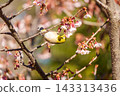 Cold cherry blossoms and whitetail 143313436