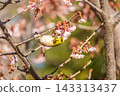 Cold cherry blossoms and whitetail 143313437