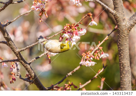 Cold cherry blossoms and whitetail Cold cherry blossoms and whitetail 143313437