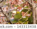 Cold cherry blossoms and whitetail 143313438